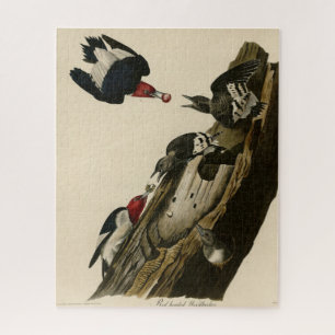 Puzzle Pic à tête rouge - Audubon's Birds of America