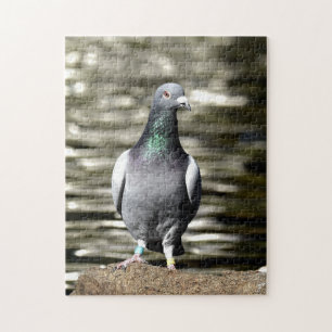 Puzzle Pigeon
