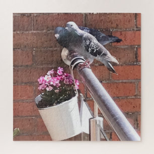 Puzzle Pigeon Pair and Pink Flowers