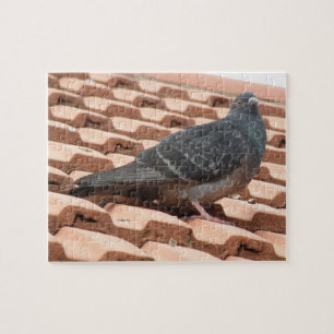 Puzzle Pigeon sur le toit