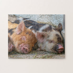 Puzzle Piglets KuneKune