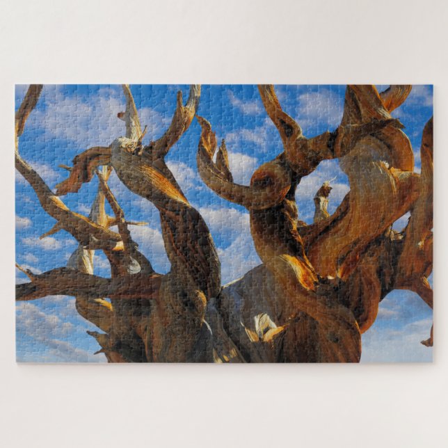 Puzzle Pin Bristlecone (Horizontal)