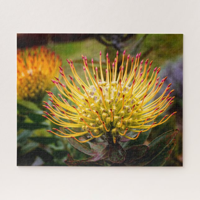 Puzzle Pin Cushion Protea Flowers sur Maui (Horizontal)