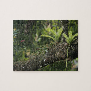 Puzzle Pine Pink, Bletia purpurea, en fleurs sur un mangu