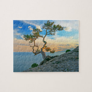 Puzzle Pine Tree On Rocks Nature Paysage Océan Coucher de