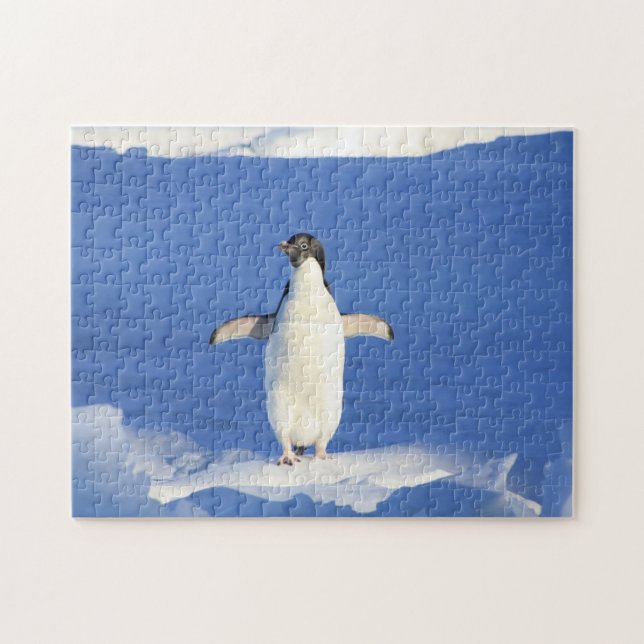 Puzzle Pingouin drôle sur la glace photo (Horizontal)