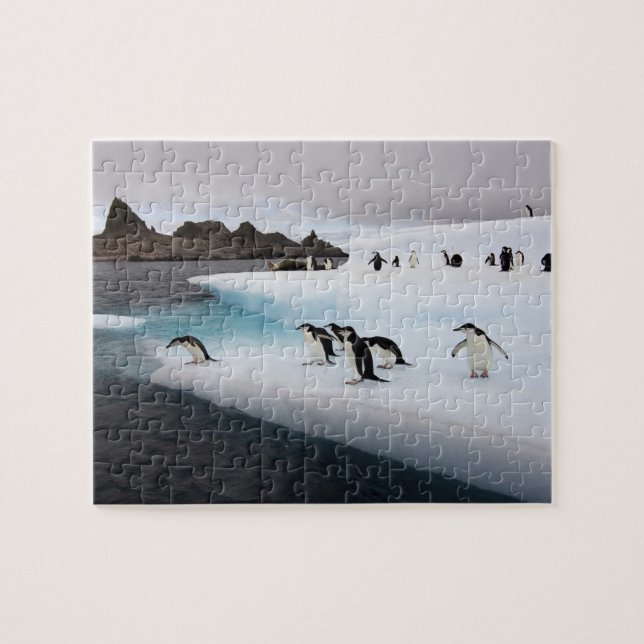 Puzzle Pingouins (Horizontal)
