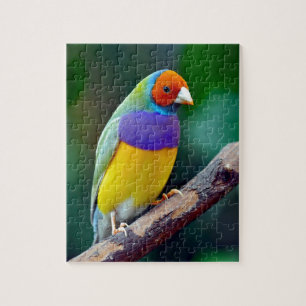Puzzle Pinson gouldian coloré
