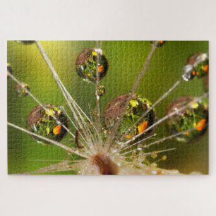 Puzzle Pissenlit et gouttelettes d'eau
