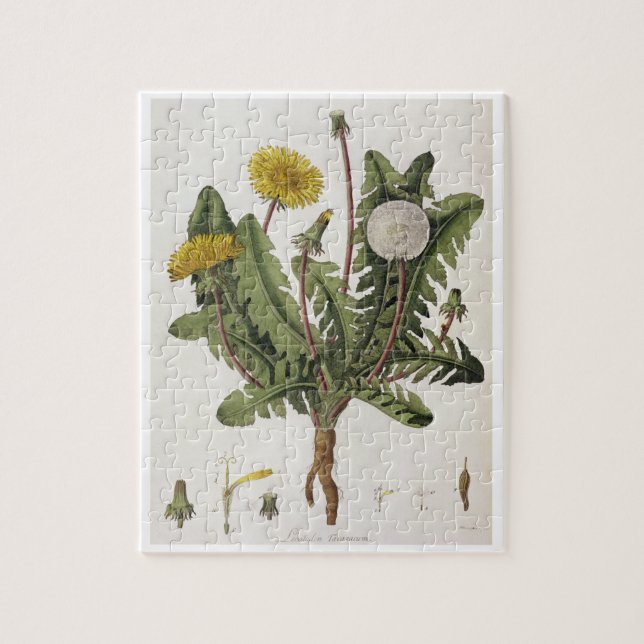 Puzzle Pissenlit (gravure de couleur) (Vertical)