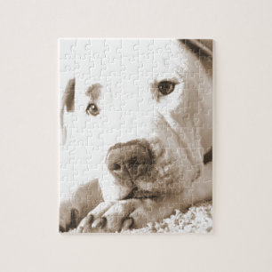 Puzzle pitbull blanc et somnolent acte de haine pas race
