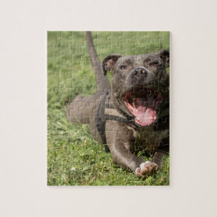 Puzzle Pitbull dans l'herbe