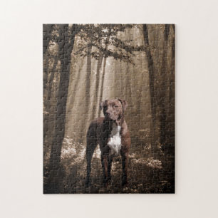 Puzzle pitbulle Brown et blanc dans le faisceau de soleil