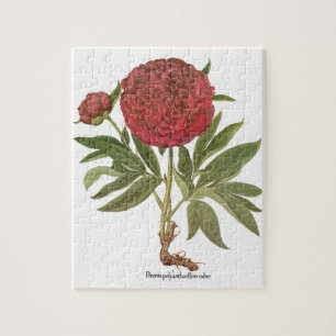 Puzzle Pivoines anciennes, Fleurs de pivoine par Basilius