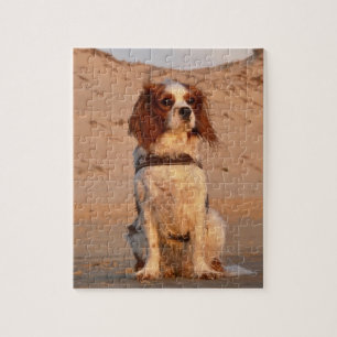 Puzzle Plage de Blenheim Cavalier King Charles Spaniel