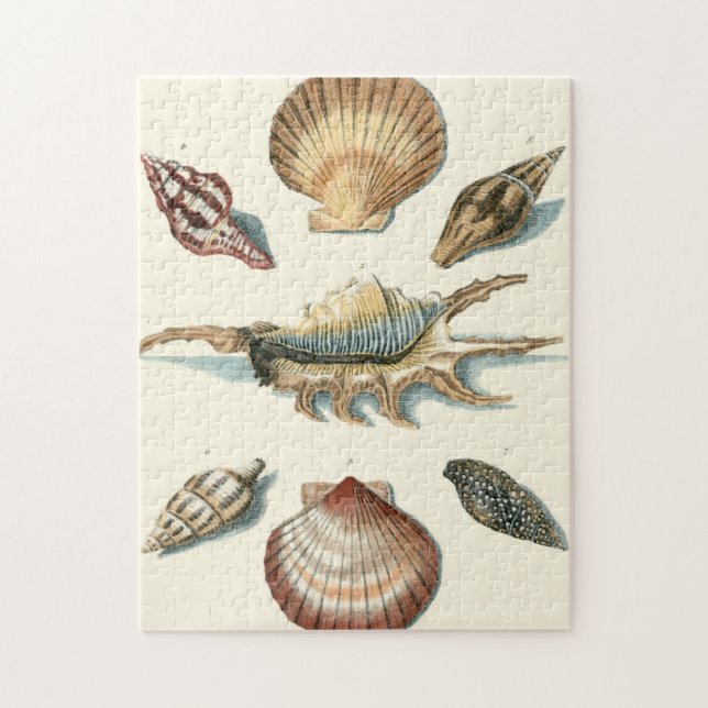 Puzzle Plage de Shell soignée (Vertical)