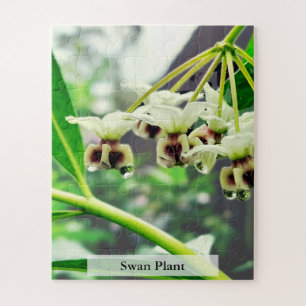Puzzle Plante de cygne : Première maison du monarque 56 p