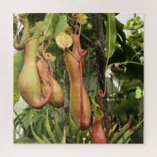 Puzzle Plante de Pitcher, Pots de Singe