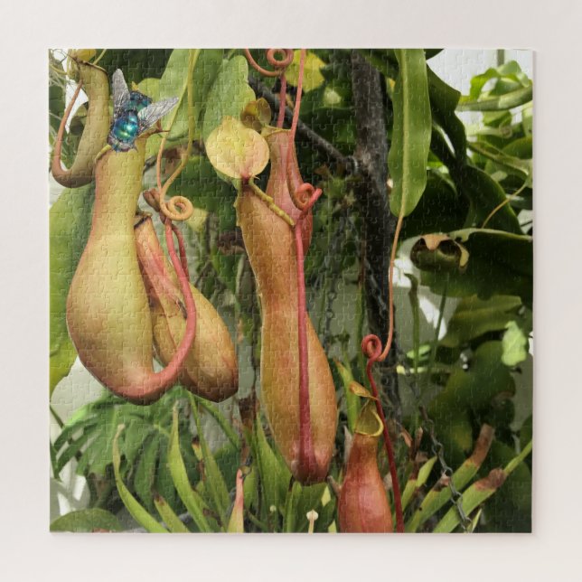 Puzzle Plante de Pitcher, Pots de Singe avec Bluebouteill (Vertical)