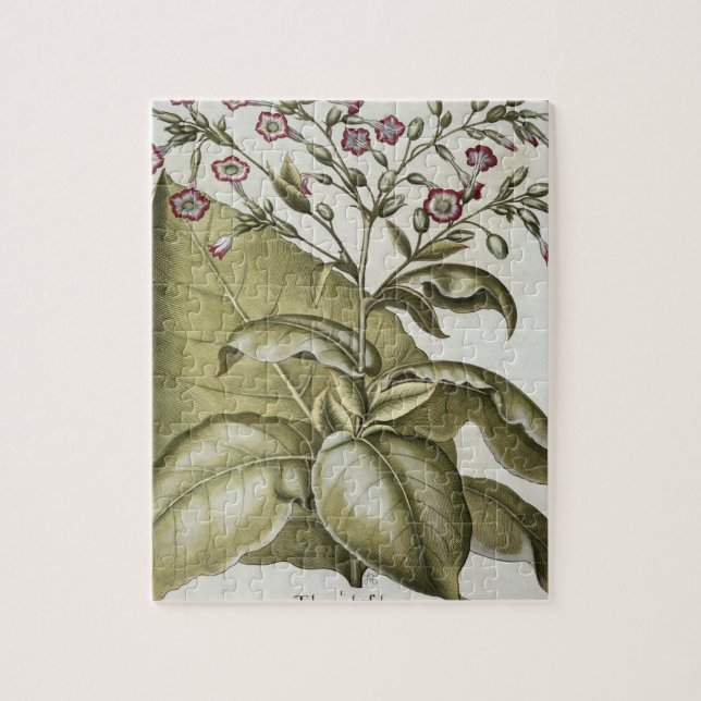 Puzzle Plante de tabac, du "Hortus Eystettensis" par B (Vertical)