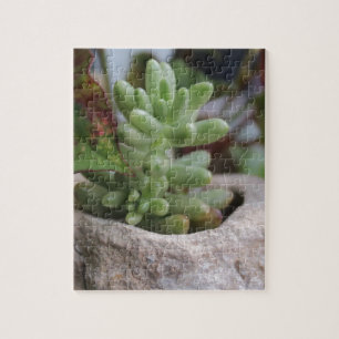 Puzzle Plante et Plante Chameleon succulent