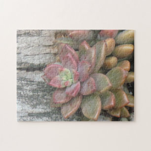 Puzzle Plante Succulent Sur Le Bois Chaud