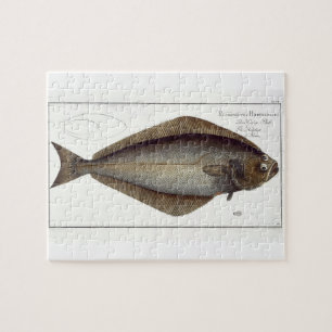 Puzzle Plate de flétan (Pleuronectes Hippoglossus) XLVII