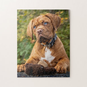Puzzle Playful Dogue De Bordeaux Puppy Dog