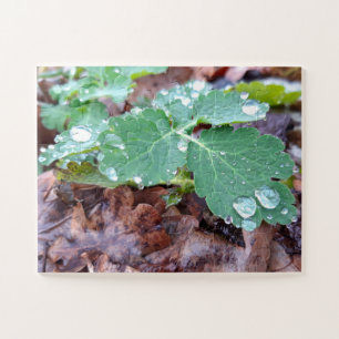 Puzzle Pluies sur la fleur de colonne, Aquilegia