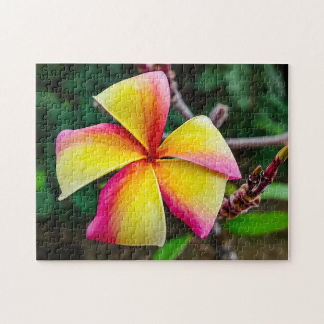 Puzzle Plumeria rubra (Horizontal)