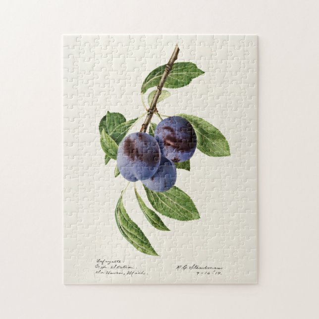 Puzzle Plums bleus (Prunus Domestica) Peinture aux fruits (Vertical)