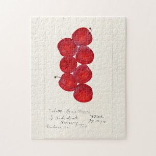 Puzzle Plums (Prunus Domestica) Peinture à l'aquarelle au