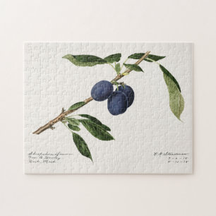 Puzzle Plums (Prunus Domestica) Peinture à l'aquarelle au