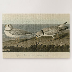 Puzzle Pluvier siffleur des oiseaux d'Amérique d'Audubon