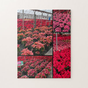 Puzzle Poinsettia Greenhouse Red Flowers
