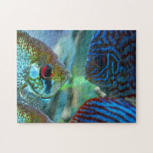 Puzzle Poisson-ange vs Poisson-Disque Gardien Aquarium