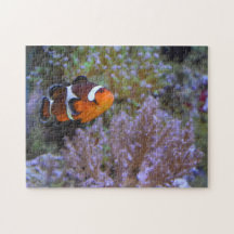 Poisson clown Anémone de mer Corail Photographie s