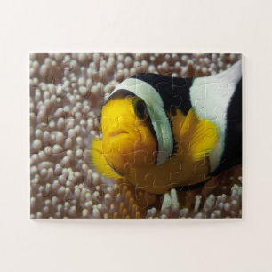 Puzzle Poisson clown - Gros plan ! So cute - Nemo en Anem