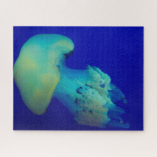 Puzzle Poisson gelé