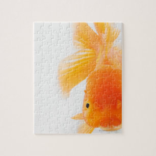 Puzzle Poisson rouge orange de lionhead (auratus de
