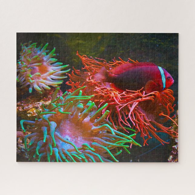 Puzzle Poisson tropical (Horizontal)