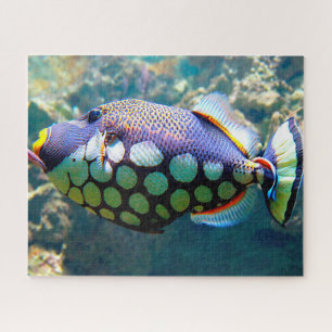 Puzzle Poisson tropical