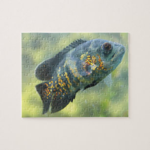 Puzzle Poissons d'oscar