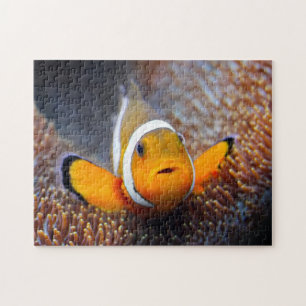 Puzzle Poissons tropicaux de récif - Clownfish