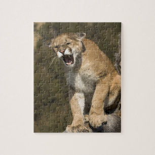 Puzzle Pomme ou lion de montagne, pomme concolor, Captif 