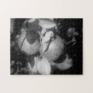 Puzzle Pommes De Nature Noire Et Blanche