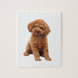 Puzzle Poodle - Jouet (abricot)