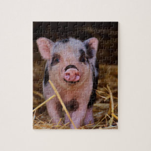 Puzzle Porc mignon doux