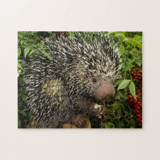 Puzzle Porcupine