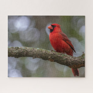 Puzzle Portrait cardinal